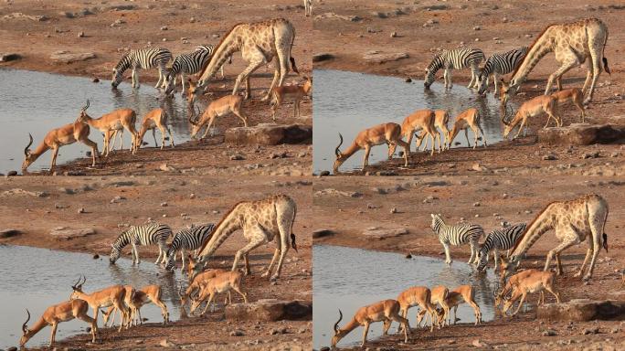 国家公园水洞里的长颈鹿、黑斑羚和斑马