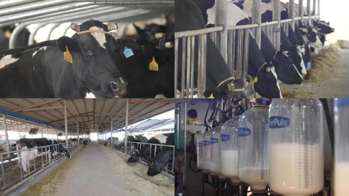 奶牛养殖 奶牛挤奶成组镜头