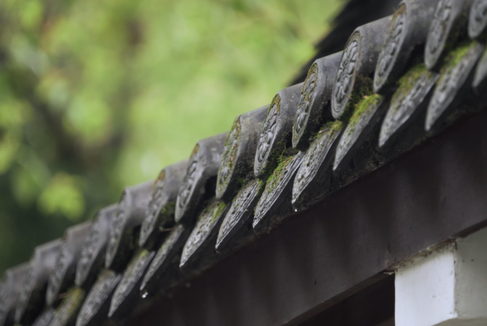 春雨、下雨特写镜头