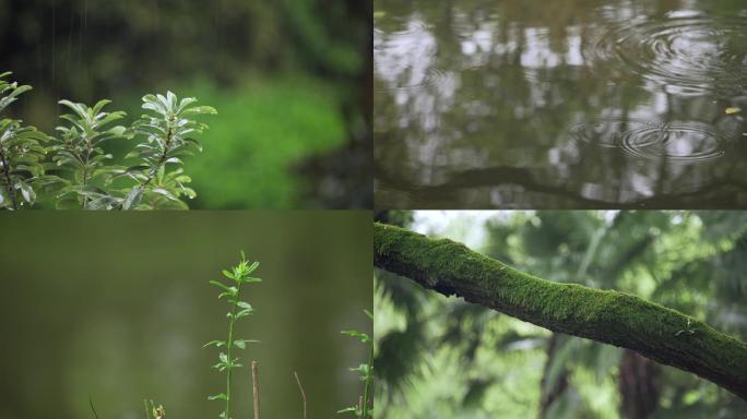 春雨、下雨特写镜头