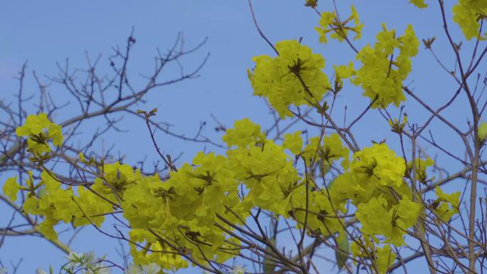 黄花铃木