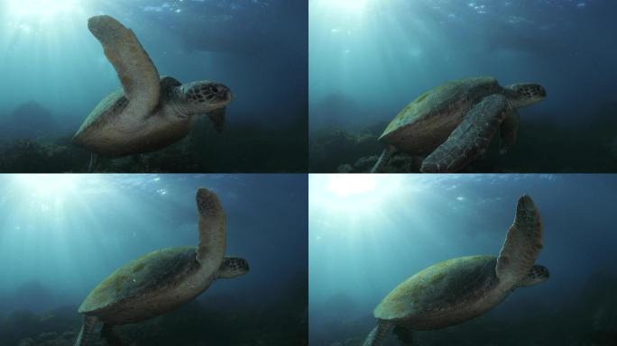 一只海龟游走的水下画面