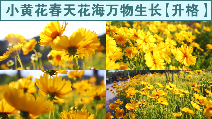 小黄花合集 金鸡菊 春天花海