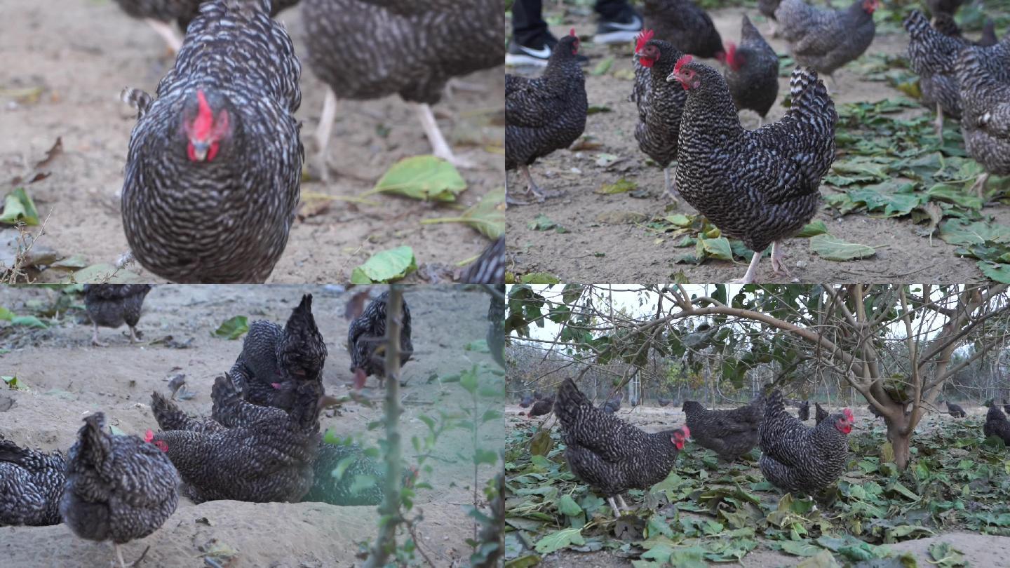 鸡 芦花鸡 散养鸡 成组地拍镜头 原生版