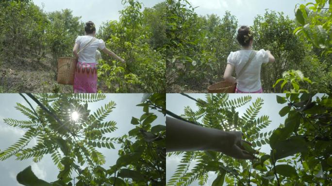 少数民族美女上山采茶叶背影阳光透过茶叶