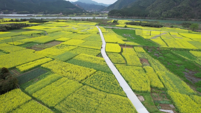 4K春季油菜花航拍视频素材