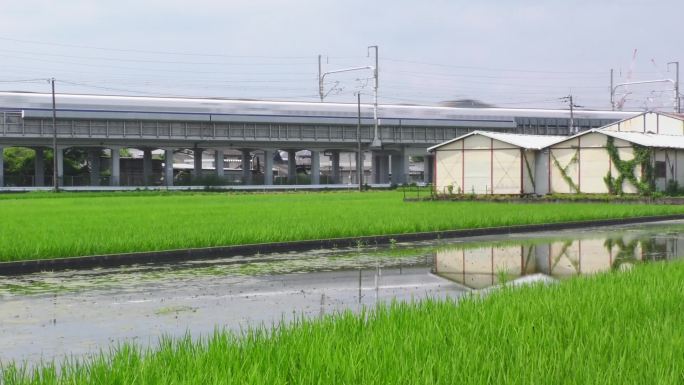 稻田现代农业绿色生态农民三农水稻