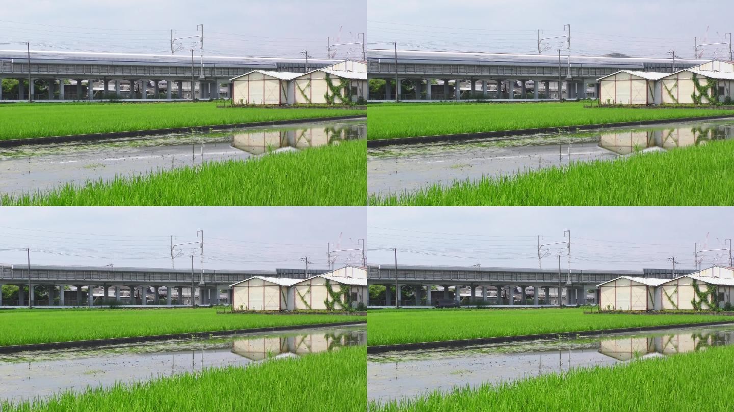 稻田现代农业绿色生态农民三农水稻