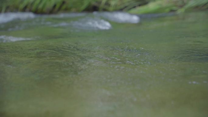 4k山村小河流水农村小溪中鸭子在水中捉鱼