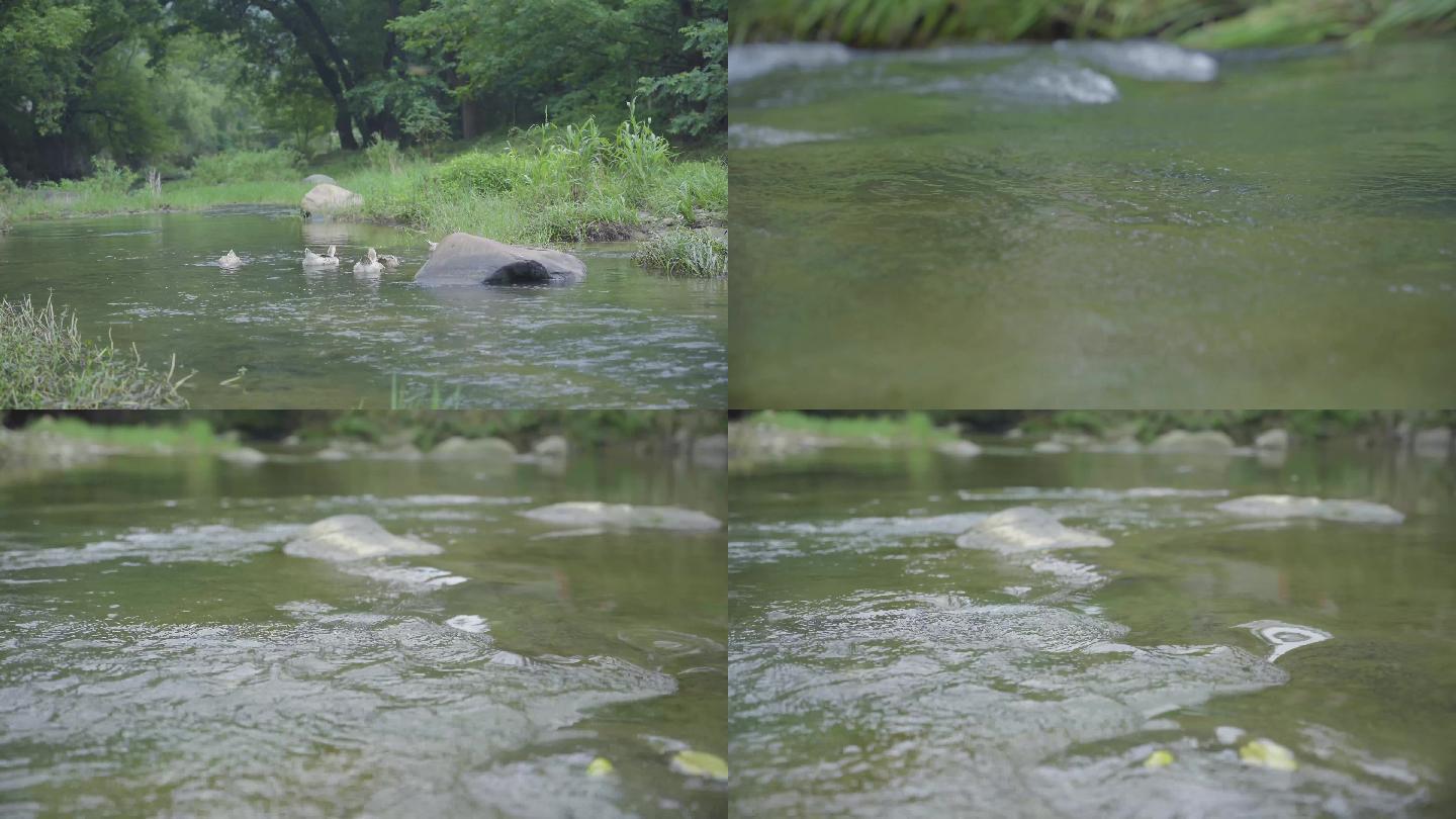 4k山村小河流水农村小溪中鸭子在水中捉鱼