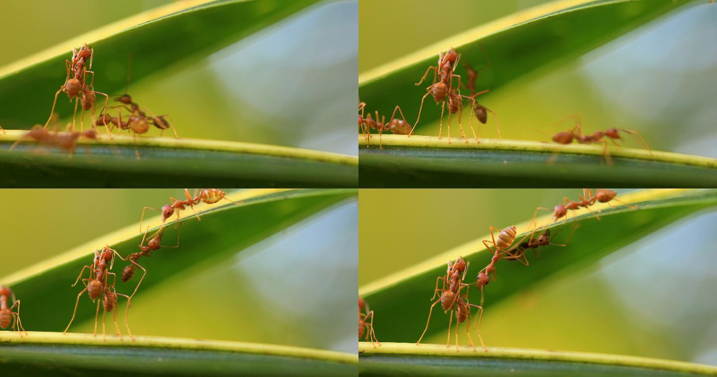 蚂蚁动物世界红蚂蚁大自然特写