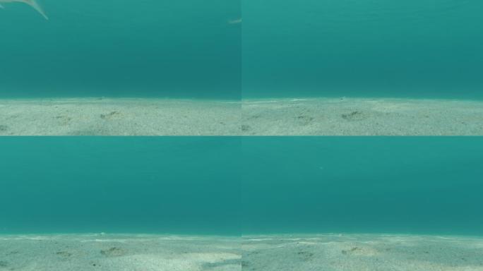沙质海珠上的海葵蓝色海滩海葵