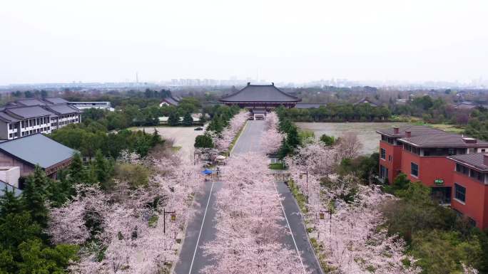 春分扬州樱花鉴真樱花大道航拍