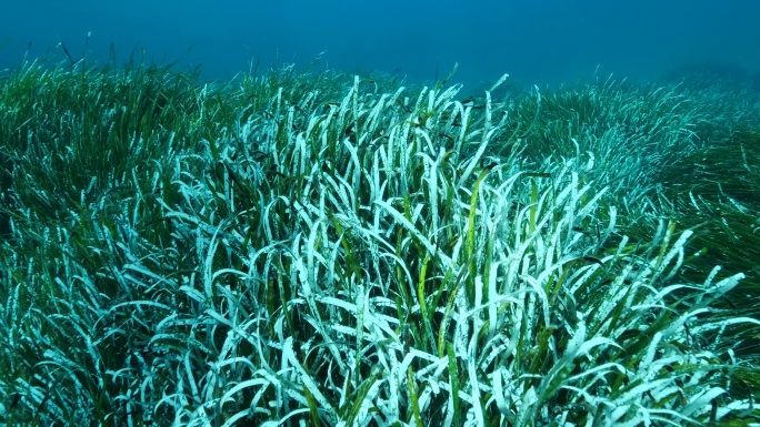 茂密的绿色海生草丛的特写镜头。