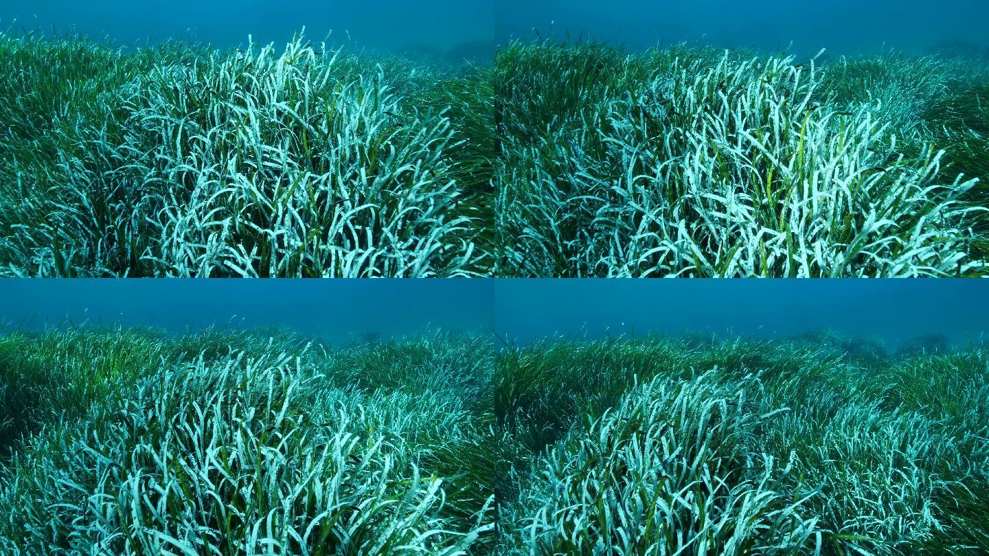 茂密的绿色海生草丛的特写镜头。
