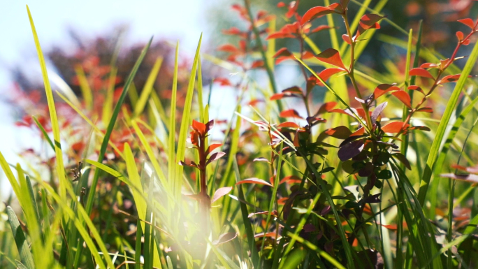 春天空镜 生态 自然 绿化 草地 大自然