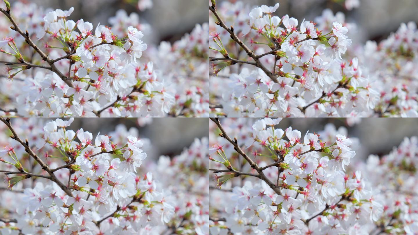 春日樱花花朵花瓣唯美鲜花