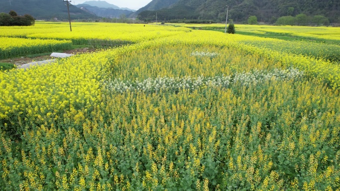 4K春季油菜花航拍特写视频