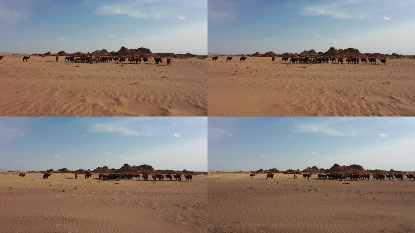骆驼视频 戈壁 恶略的生存环境