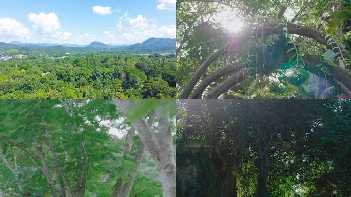 自然雨林森林阳光旅行唯美风景
