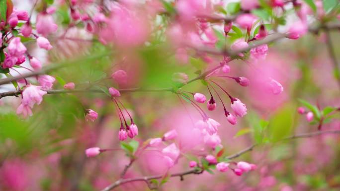 春分春天扬州桃花迎春花