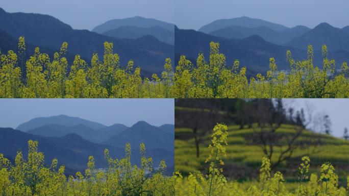 6K傍晚青山与油菜花一组04