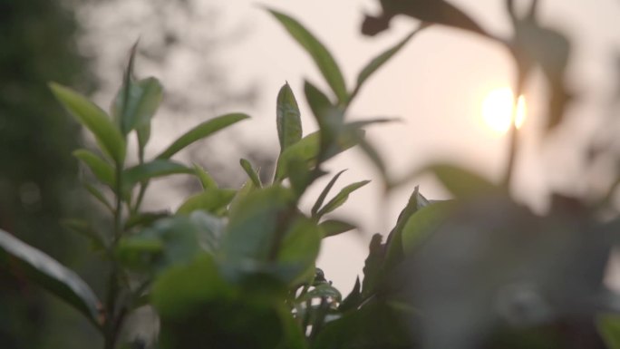 唯美阳光透过茶园茶叶茶山手摘茶叶老树茶