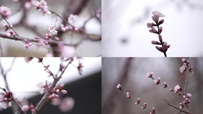 高清春天风景桃花绽放花开花朵特写鲜花盛开