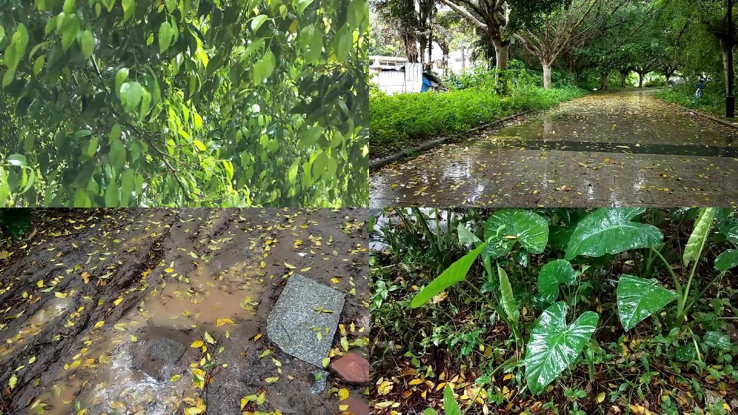 清明时节下雨天公园雨季风吹绿叶野草雨滴