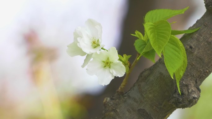 梨花