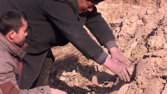 新疆老人放回土块，寻找翻看土地，手抓土