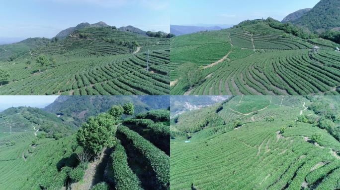 【4K】茶叶基地茶山航拍