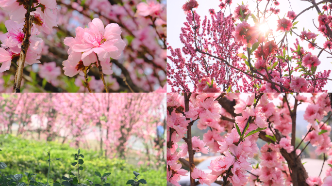 花花开花枝海棠花樱花繁花似锦