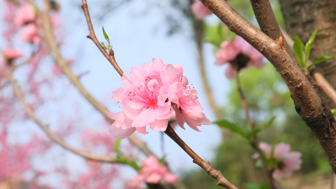 花花开花枝海棠花樱花繁花似锦