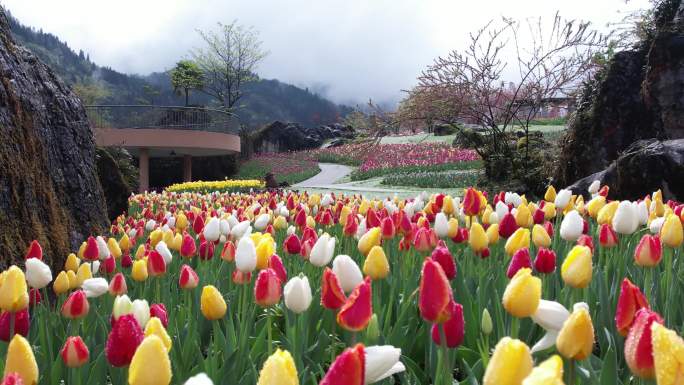 唯美幽静黑石公园郁金香优雅艳丽绽放