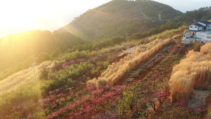 B36 宁南桃花园 桃花 桃花树