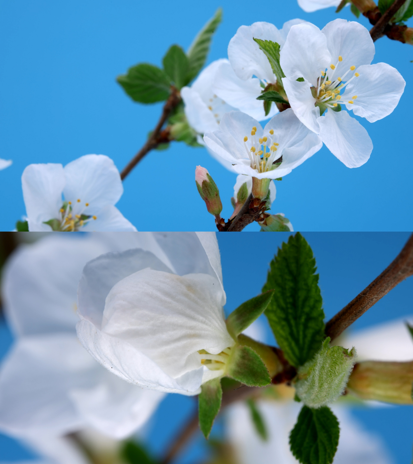 樱花花开延时