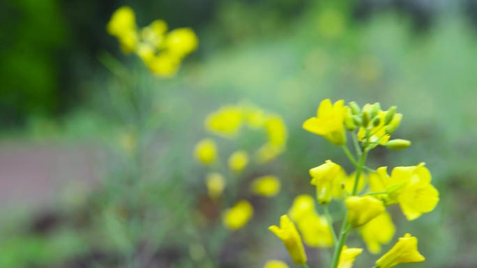 春天春风里金色的油菜花