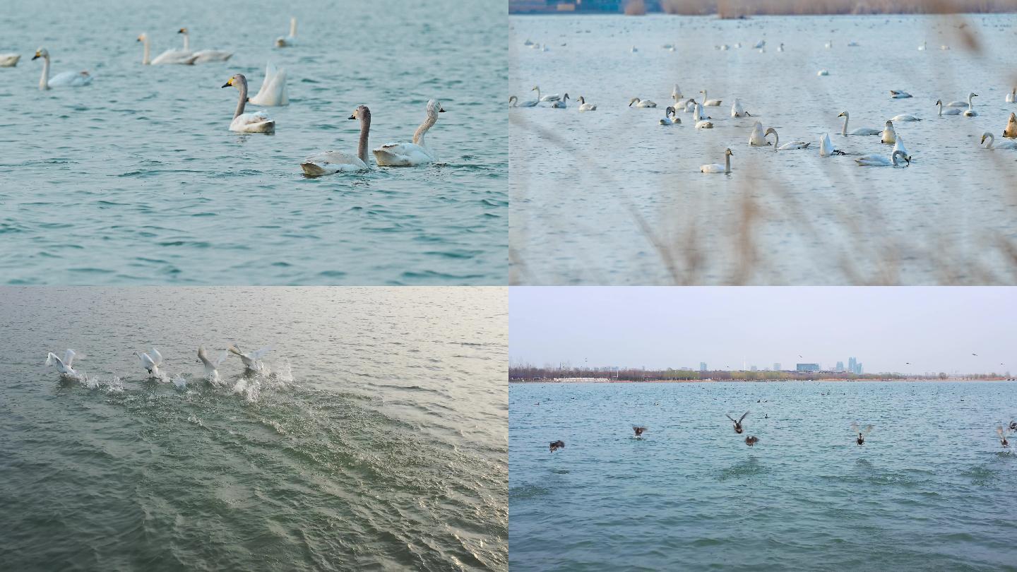 湖中天鹅与鸭子
