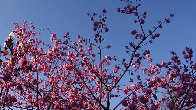 樱花特写