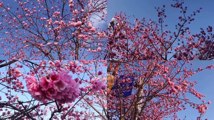 樱花特写