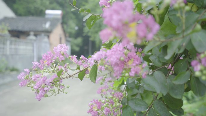 4K粉色花开农村知了叫声