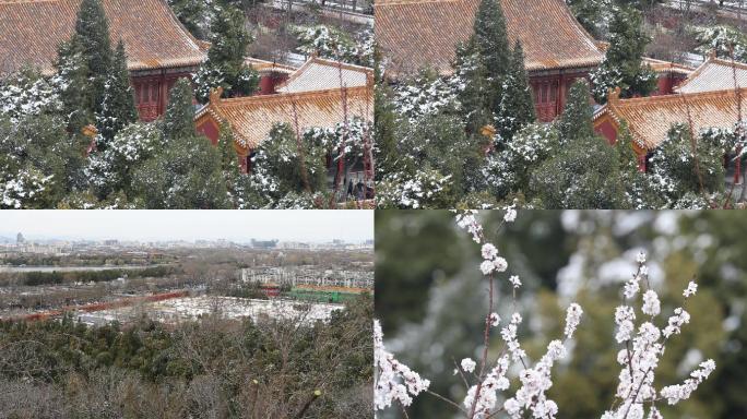 北京景山公园俯瞰春花烂漫4K画面