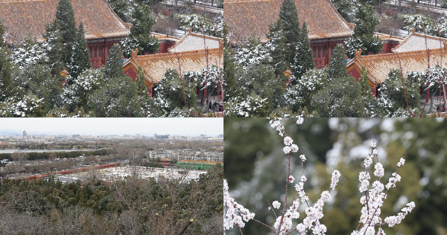 北京景山公园俯瞰春花烂漫4K画面