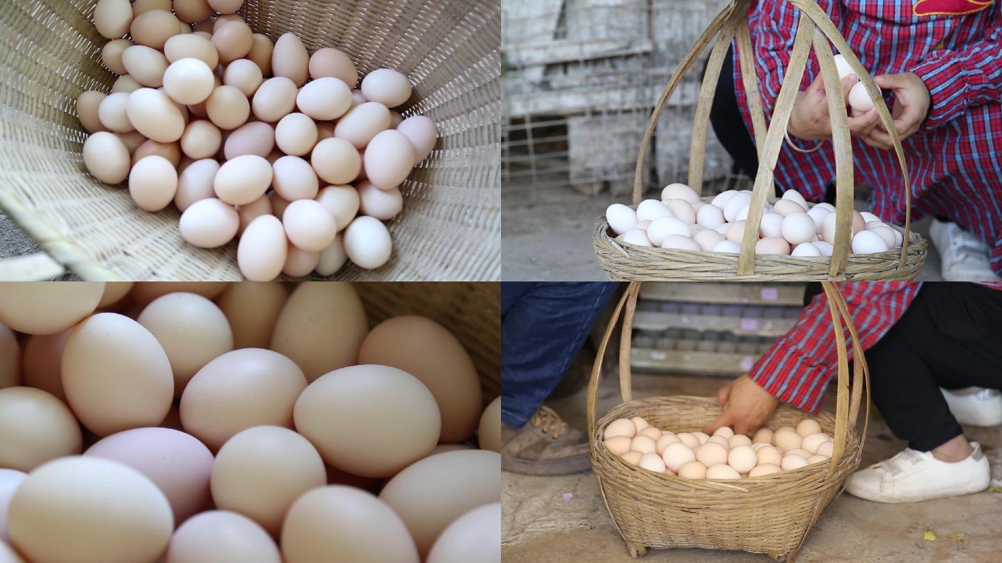 高清实拍农户捡鸡蛋