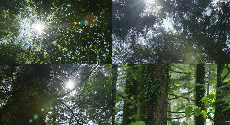 阳光洒入树林 树林光影 自然森林
