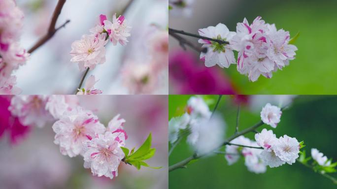 春天桃花春天景色