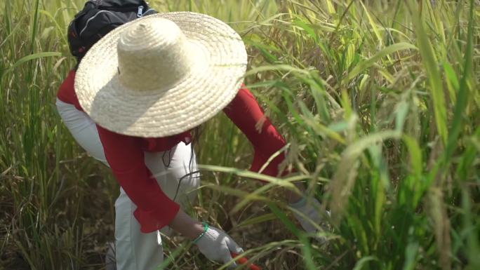 【有版权】亲子家庭乐体验农场水稻开镰收割