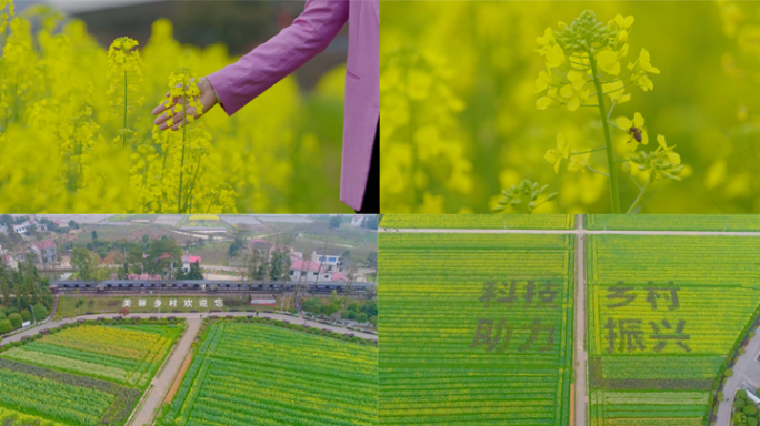 航拍美丽乡村油菜花田