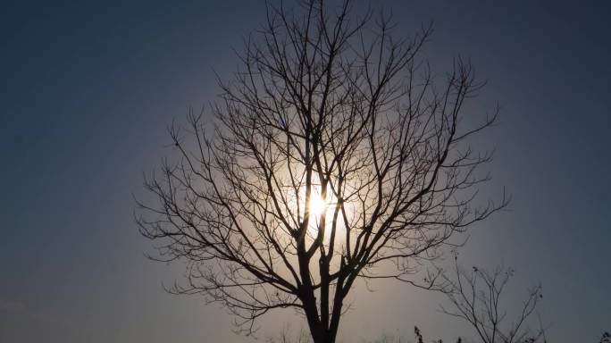 冬日落日枯树